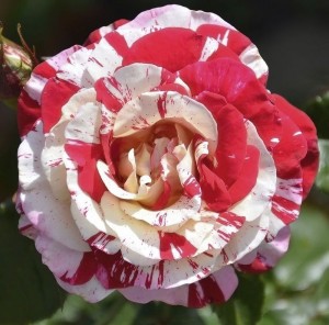 ROCK AND ROLL (hybrid tea)